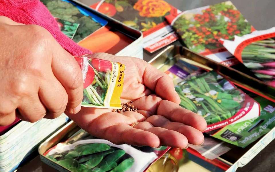 При продаже семян выявил 45 нарушений воронежский Россельхознадзор