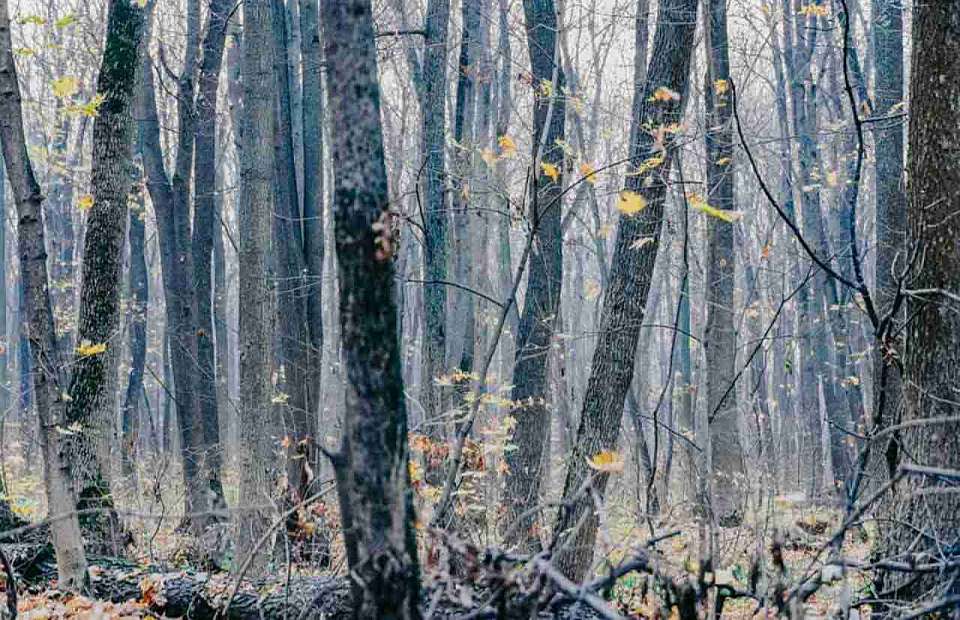 Бесснежная и холодная погода установится на первой неделе декабря в Воронежской области