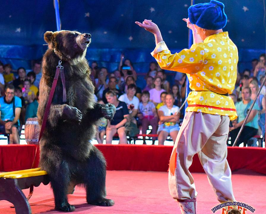 Воронежцам покажут «Медвежьи забавы»