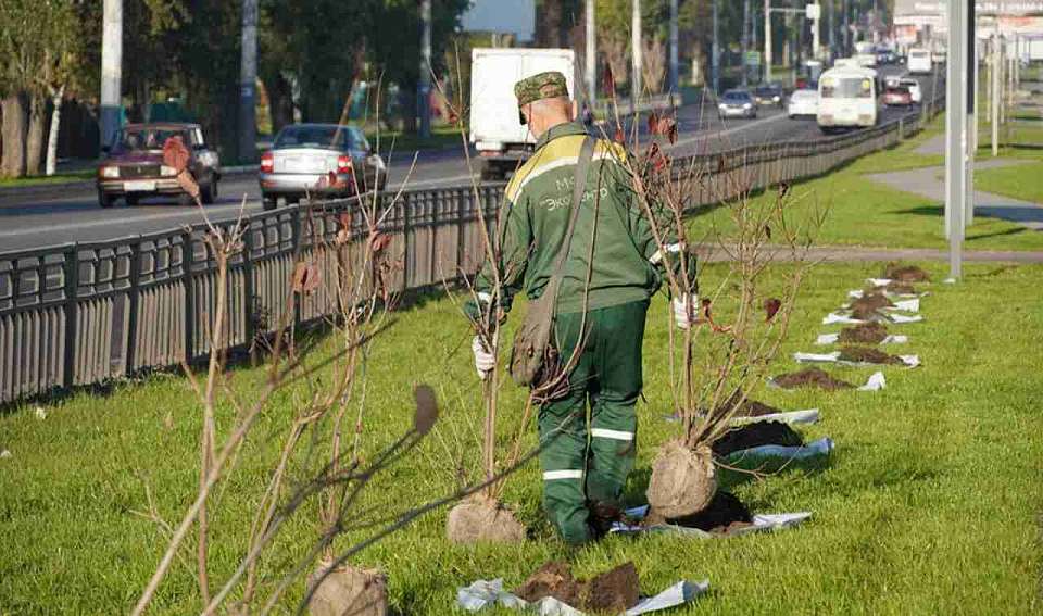 Более 4 тыс. деревьев и кустарников планируют высадить в Воронеже осенью