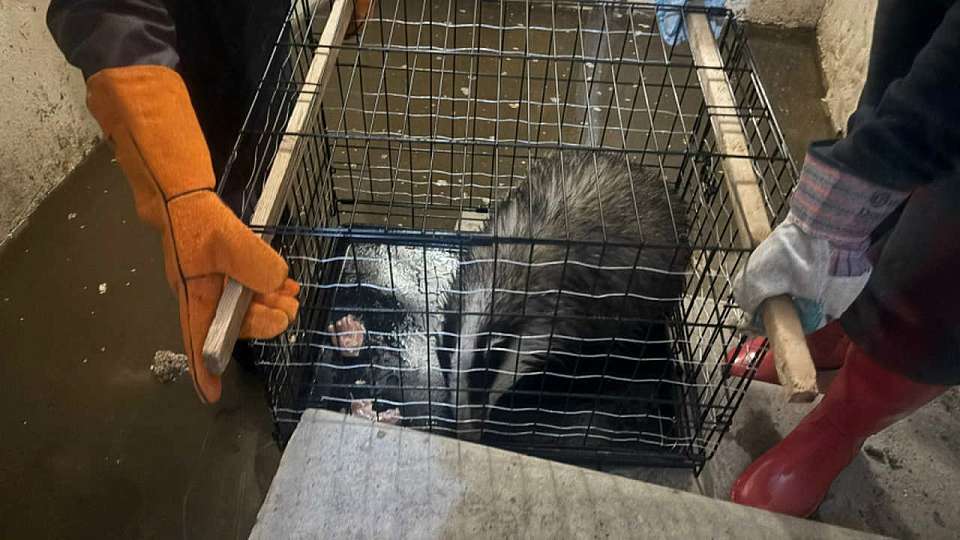 Воронежские волонтёры спасли барсука из затопленного подвала