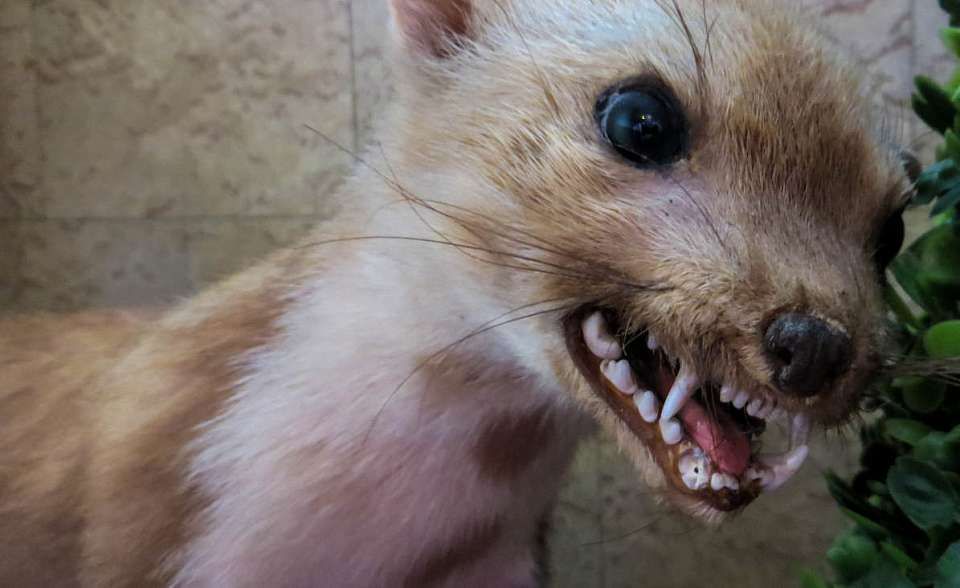 Карантин по бешенству животных ввели в воронежском селе