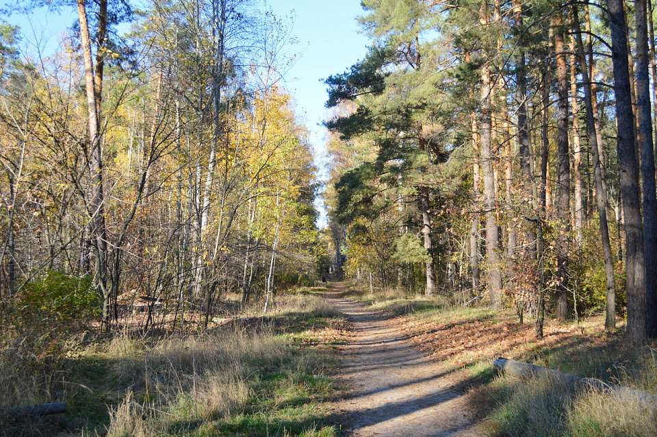 Вслед за комфортной осенней погодой в Воронежскую область придут дожди
