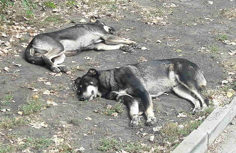 Об отравляющем собак живодёре сообщили воронежцы