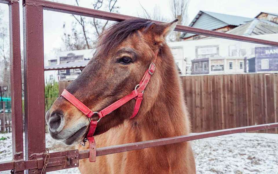  Как живется символам 2026 года в Воронежском зоопарке