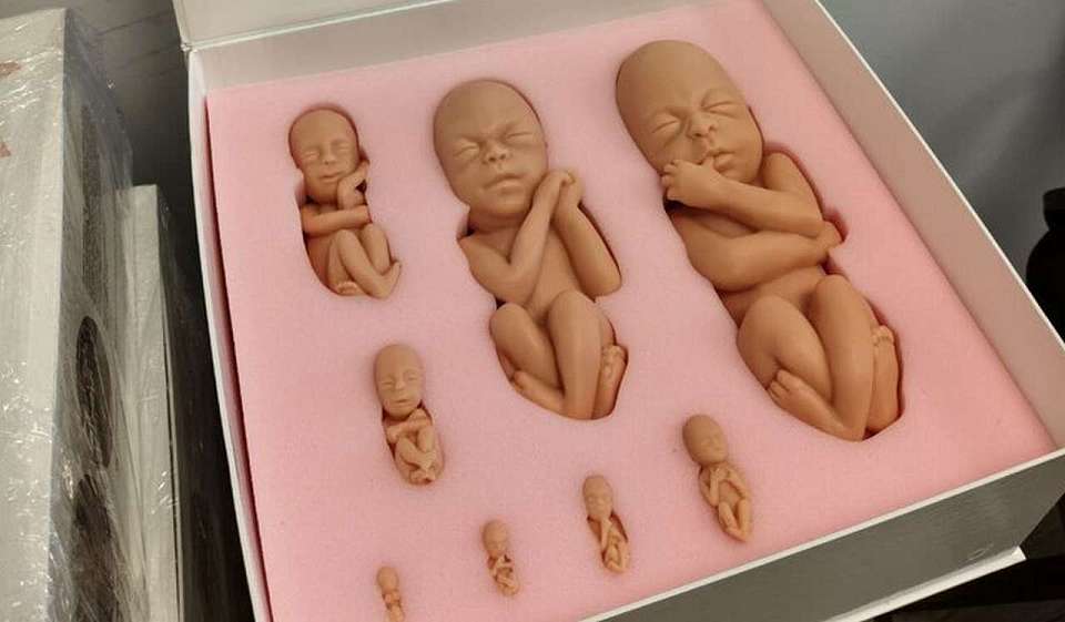 В Воронежской области муляжи эмбрионов распределят по женским консультациям