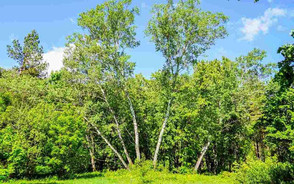 За захват лесного участка на 155 тыс. рублей оштрафовали жителя Воронежской области