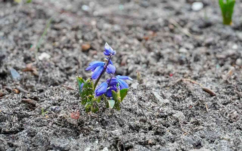 Заморозки до -2 градусов ударят на рабочей неделе в Воронежской области
