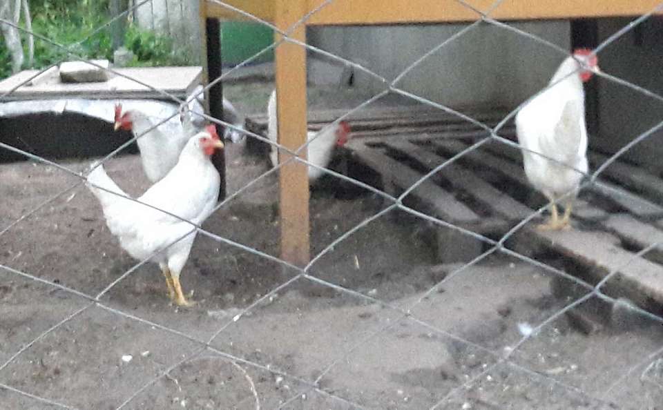 В 2 раза за год выросло в Воронежской области производство яиц