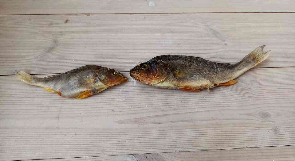 Производство рыбных снеков выставили под Воронежем на продажу