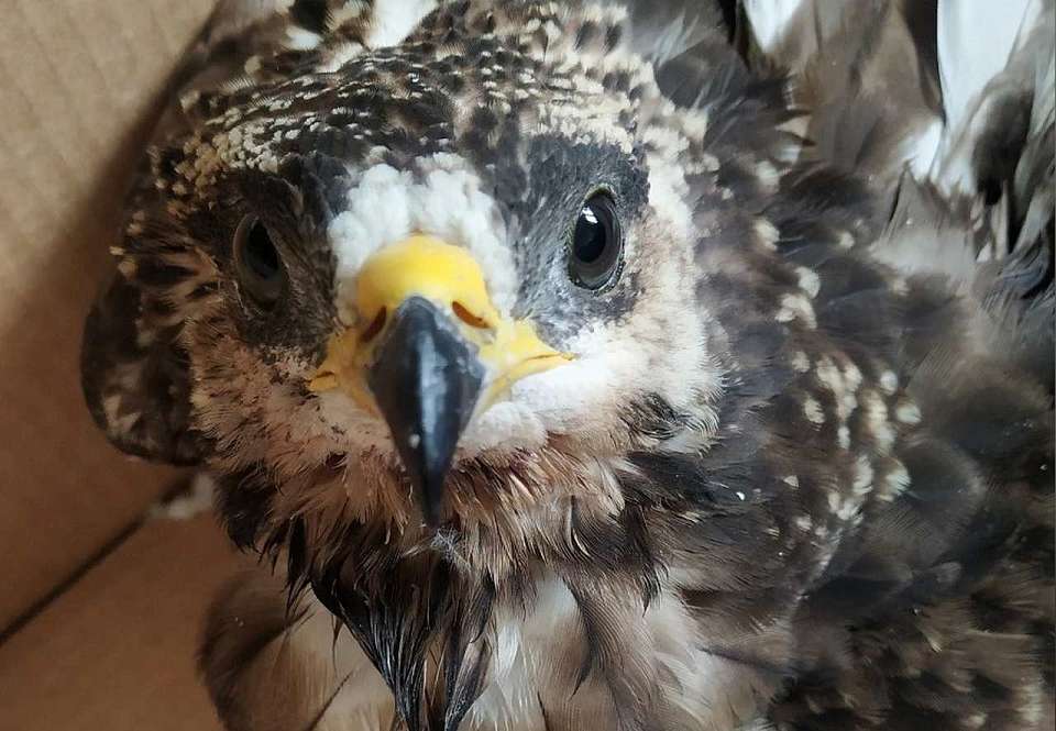 Птицу-осоеда с переломами спасают воронежские зоозащитники