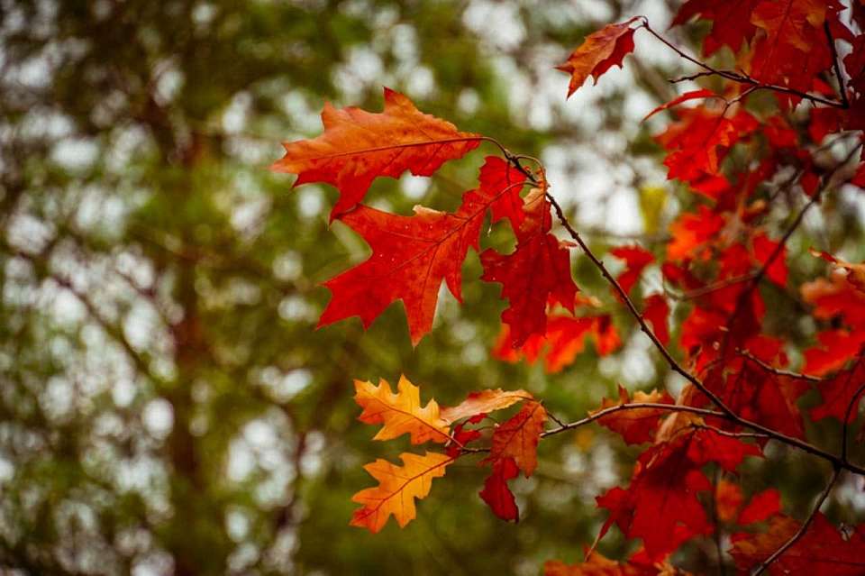 Какая погода ожидается в воскресенье, 19 октября, в Воронежской области