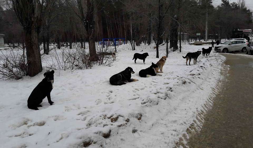 Приют для собак достроит воронежская компания за 18,7 млн рублей
