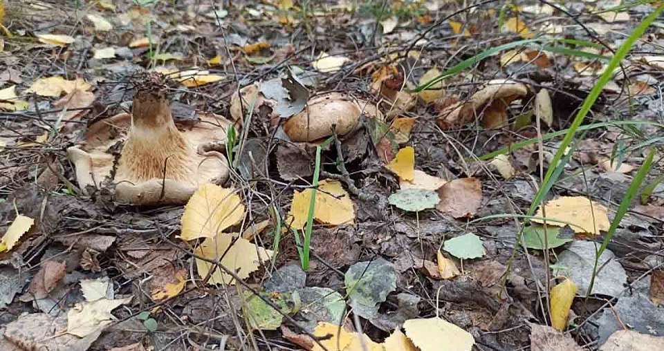 За сбор каких грибов могут посадить в тюрьму, рассказали воронежцам