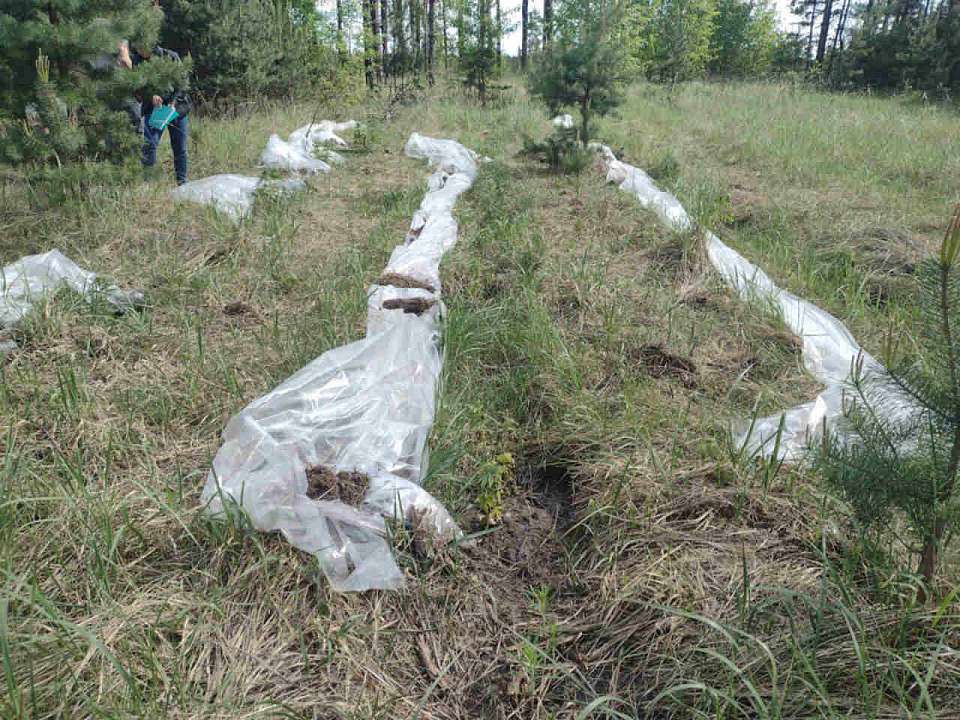 Житель Воронежской области выращивал в лесу 24 куста наркосодержащей конопли