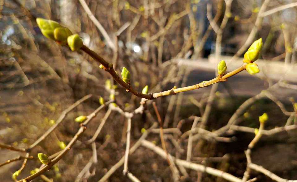 Более 73 тысяч деревьев будет высажено в Воронежской области в рамках акции «Сад памяти»