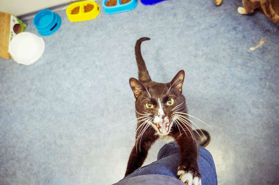 Выявили 14 случаев бешенства в Воронежской области