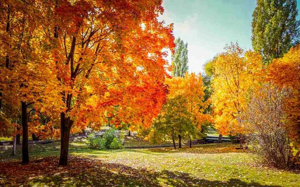 На бесплатные мероприятия в городских парках 29 октября пригласили воронежцев