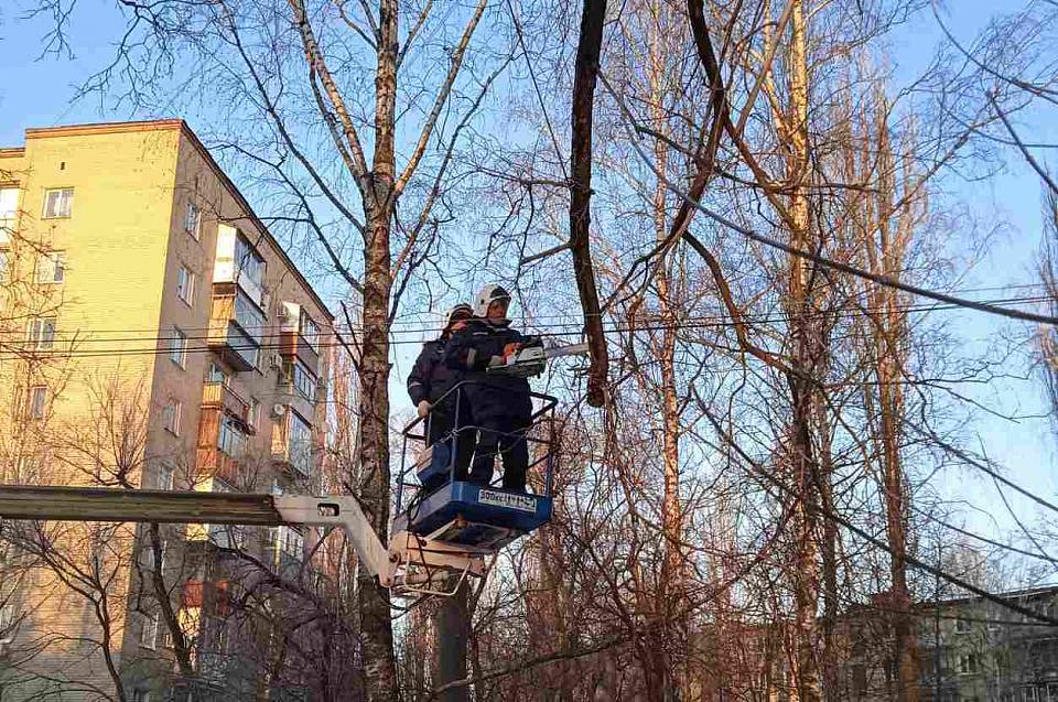 Из-за сильного ветра 14 деревьев упали в Воронеже 12 марта