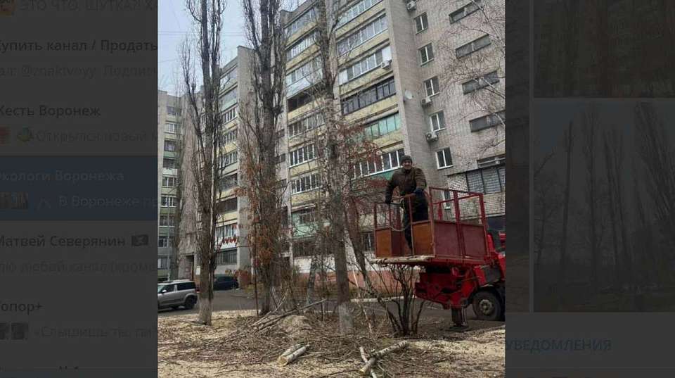 В Воронеже снова обрезают деревья и удаляют больные