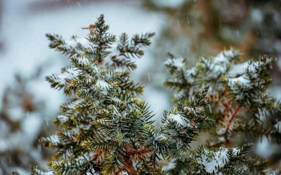 Мокрый снег и дождь продолжат идти в выходные в Воронежской области