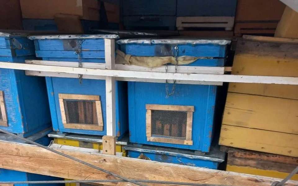 Пчел без документов задержали в Воронежской области