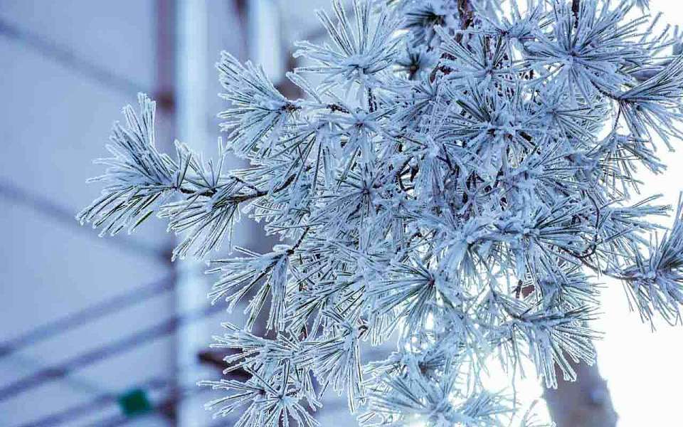 Заморозки ударят в конце рабочей недели в Воронежской области