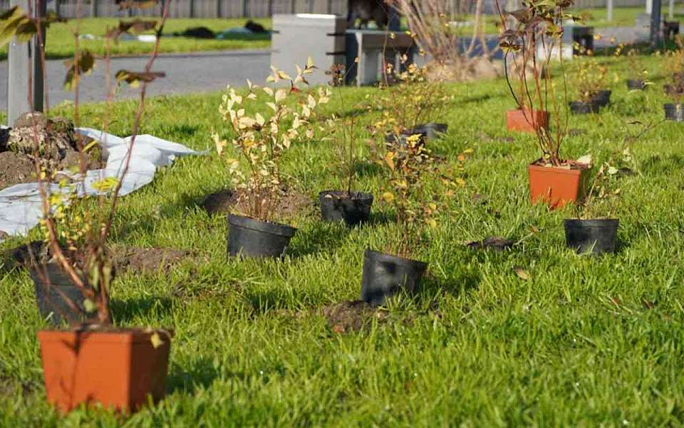 Нарушения при озеленении выявили аудиторы КСП Воронежа