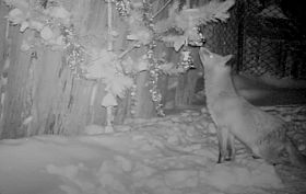Воронежская лисица таскала игрушки с ёлки в новогоднюю ночь