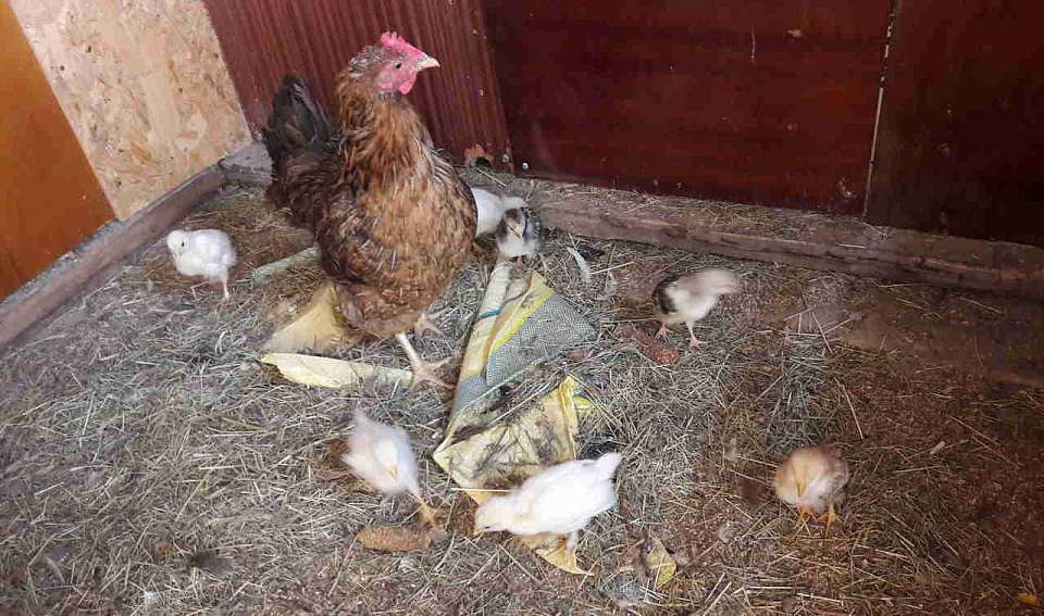 Свыше 1 млрд яиц за год планируют произвести в Воронежской области