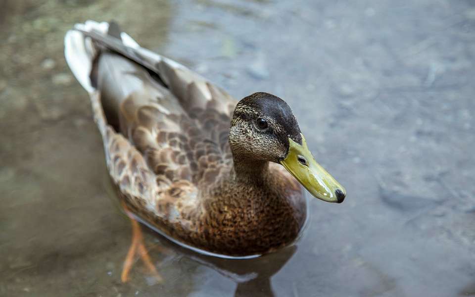 На призыв спасти замерзающих уток в Воронежском центральном парке ответил специалист