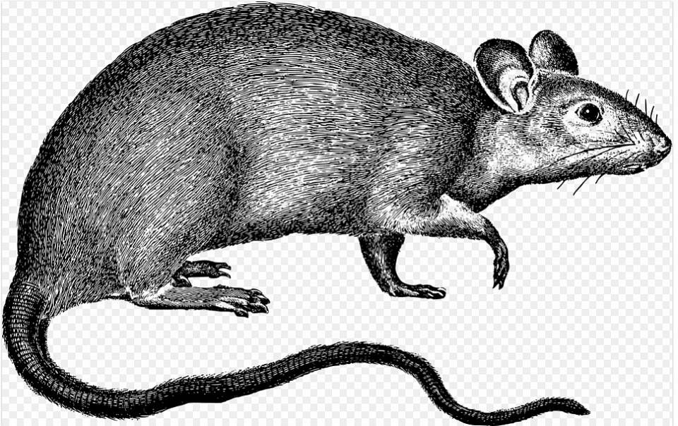 На ночное крысиное нашествие пожаловались воронежцы (ВИДЕО)