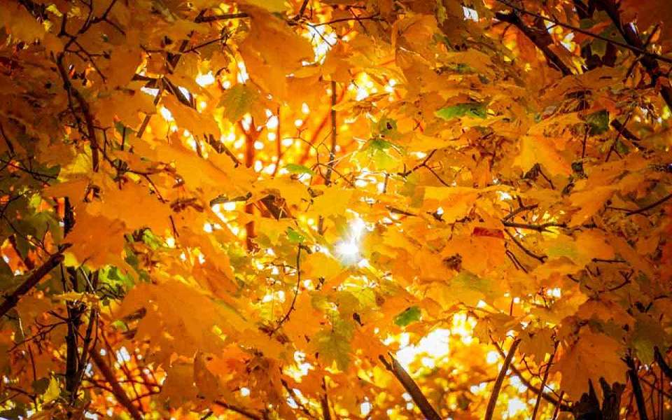 Резко потеплеет в Воронежской области