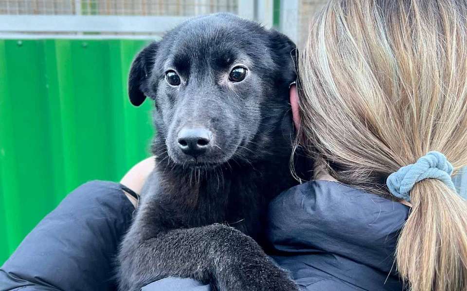 Воронежцам рассказали, куда сообщать об инцидентах с безнадзорными животными