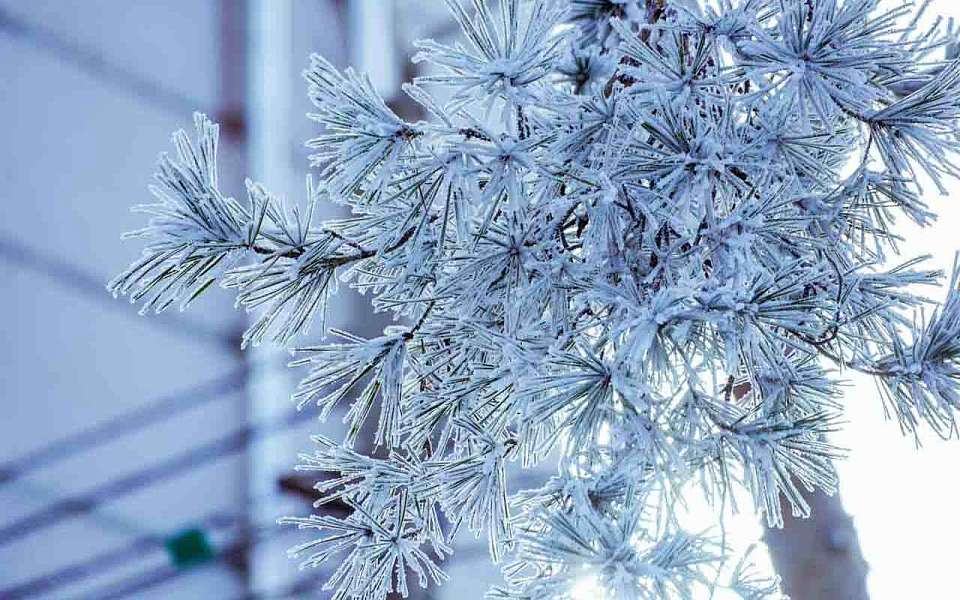 Сразу после короткой оттепели 20-градусные морозы вернутся в Воронежскую область 