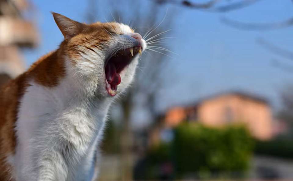 У домашней кошки в воронежском Калаче выявили бешенство