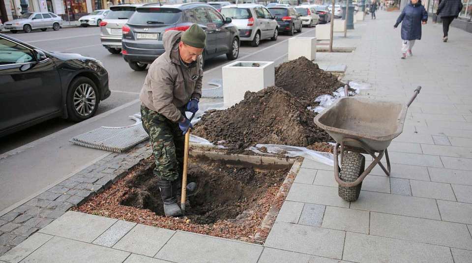 Повторно высадить 10 клёнов готовятся на проспекте Революции в Воронеже