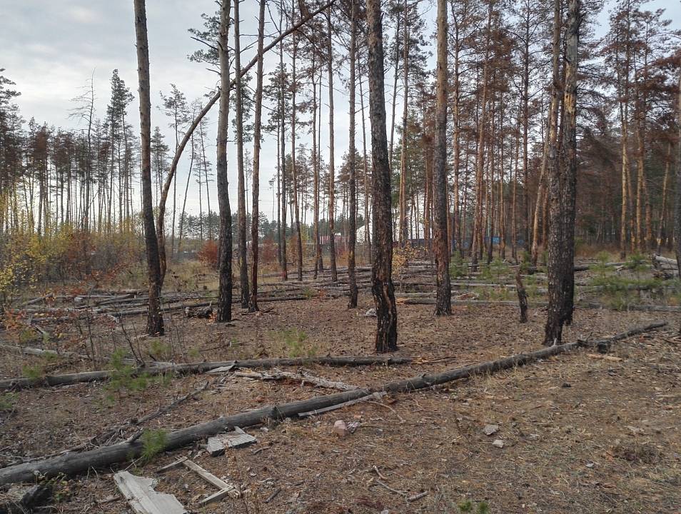 В Северном лесу Воронежа появятся камеры видеонаблюдения