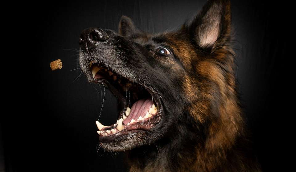 В Воронеже выявлен ещё один случай заболевания бешенством у животного