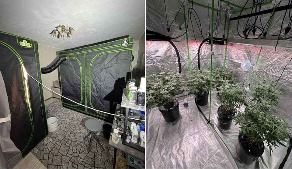 Устроивших плантации на съёмных квартирах "наркоагрономов" задержали в Воронеже