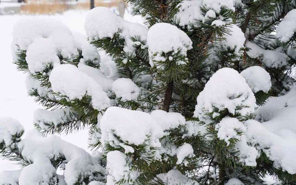 С начала декабря в Воронеже выпало 69% месячной нормы снега