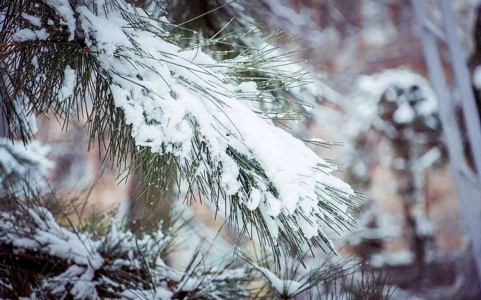Мокрый снег и дожди будут идти в Воронеже до конца рабочей недели