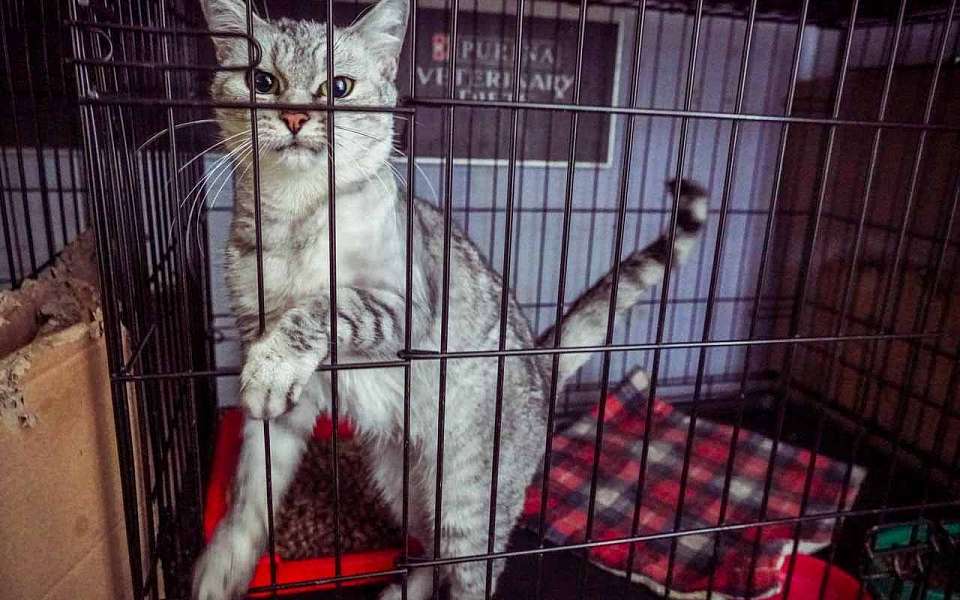 В 2,5 раза выросла заболеваемость бешенством в Воронежской области