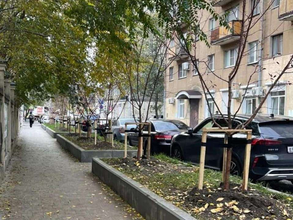 Где в Воронеже в первую очередь высадят новые деревья, рассказали экологи