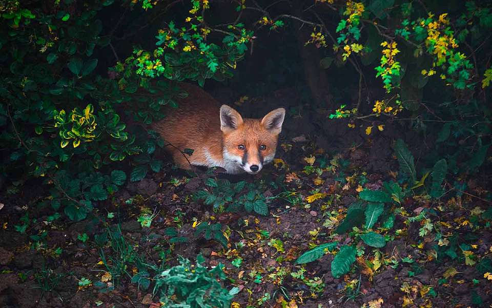 В Воронежской области обнаружены новые случаи бешенства