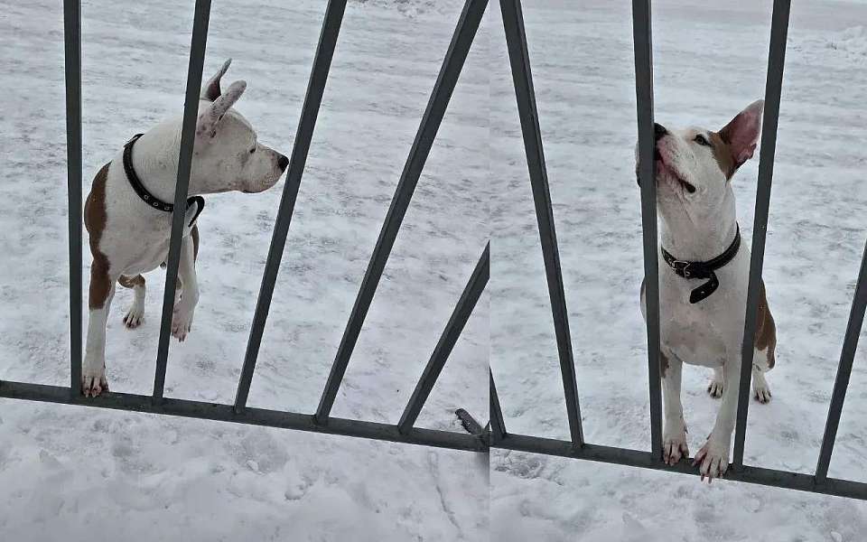 На катке на Адмиралтейской площади в Воронеже найдена собака