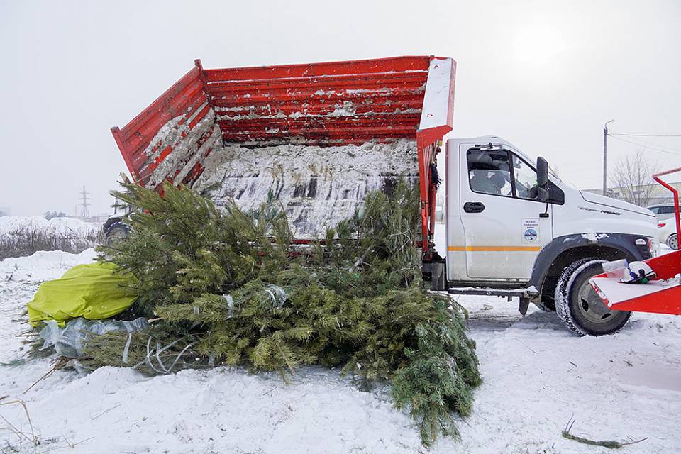 Более полутора тысяч новогодних елок уже отправлены в Воронеже на переработку