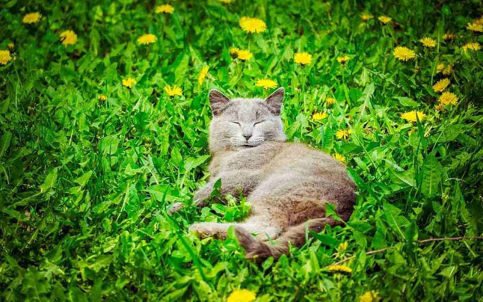 Сняли карантин по бешенству в трех населенных пунктах Воронежской области