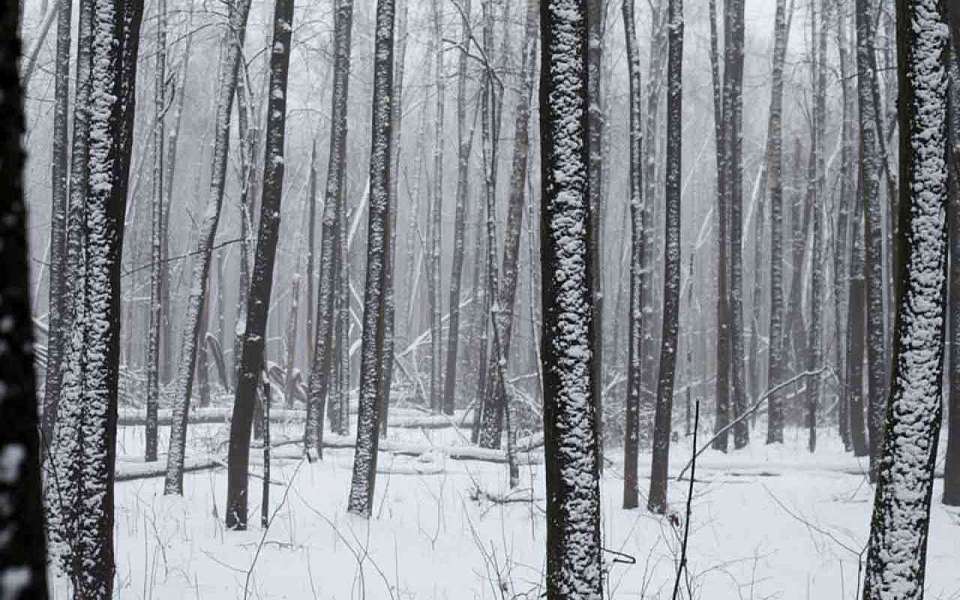 Пропали более 20 человек за новогодние каникулы в Воронежской области