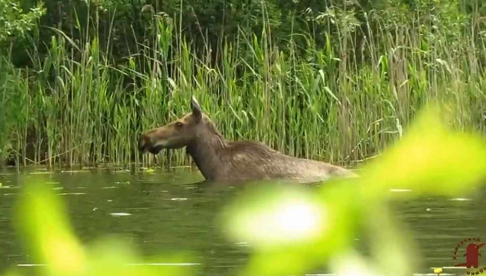 Купание лося в воронежском заповеднике попало на видео